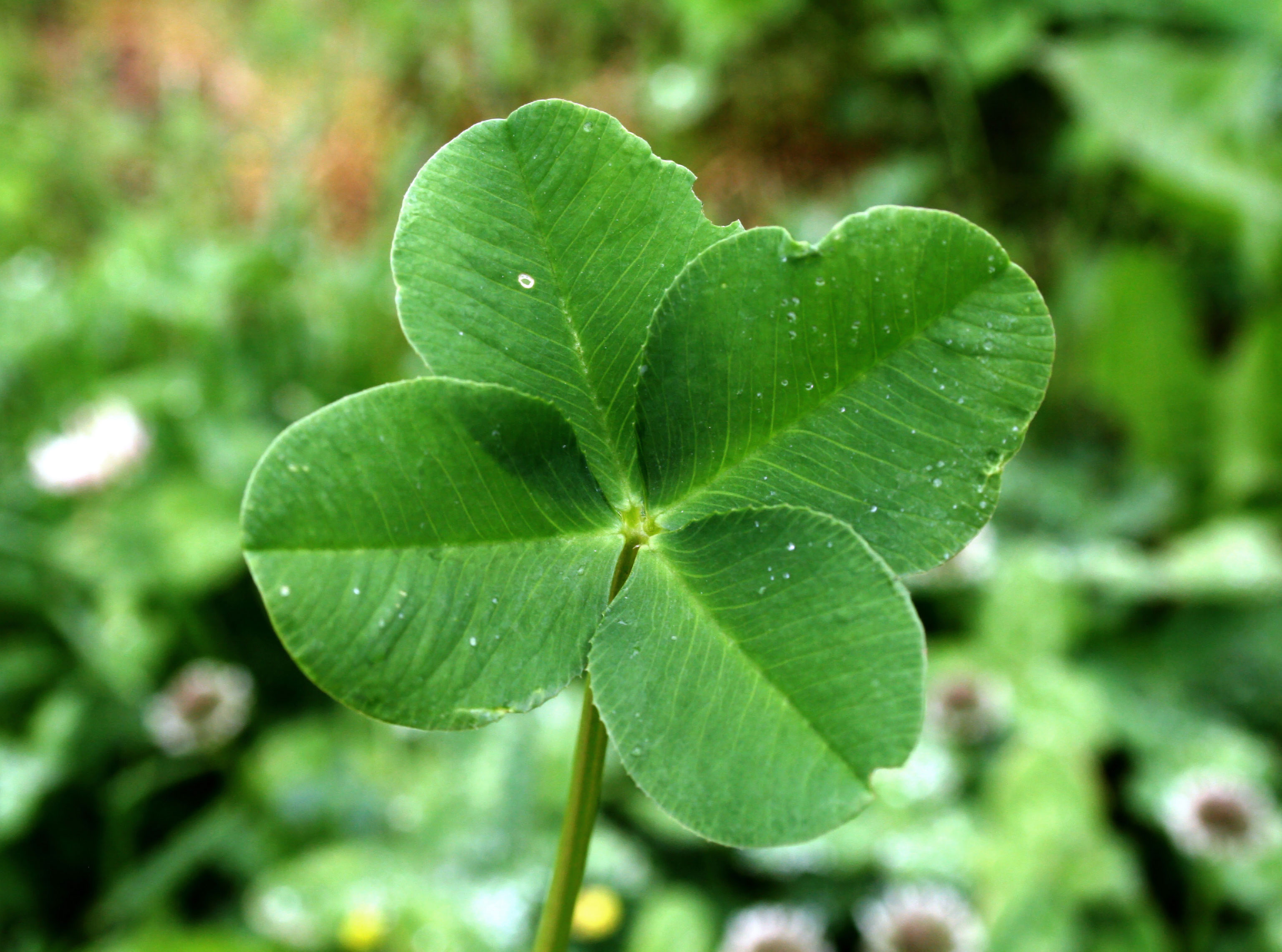 Trèfle à quatre feuilles