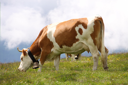 Vache laitière dans les Alpes Suisses © Marco Desscouleurs / Fotolia