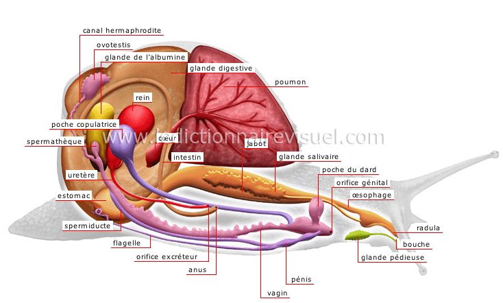 anatomie-de-escargot