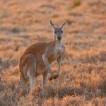 Red Kangaroo, Macropus rufus, Australia, (_BT20481.jpg)