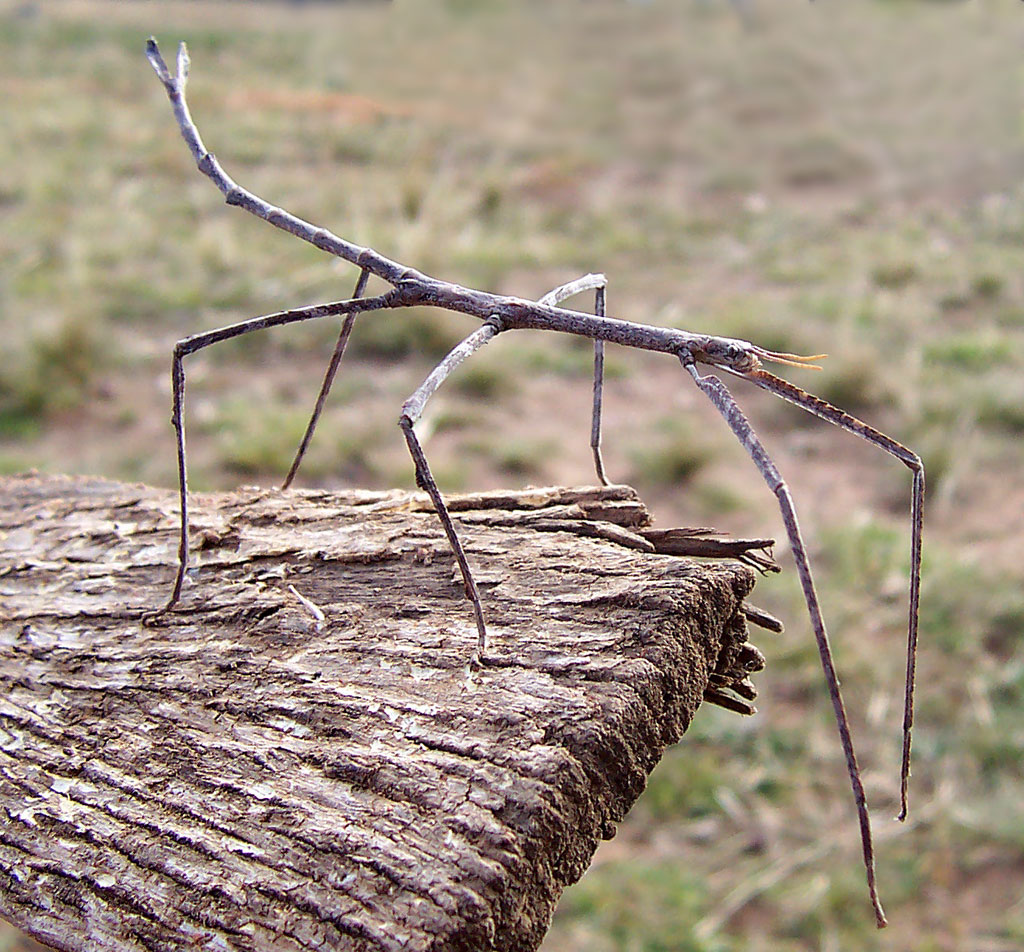 © DR - Ce phasme australien Ctenomorpha chronus, peu mesurer 18 cm de long