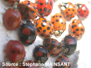 Coccinelle asiatique et coccinelle à sept points, quelle différences ? - La  Salamandre