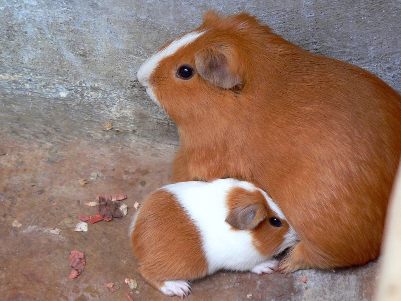 Combien les cochons d'Inde peuvent-ils avoir de petits ? Mathis 9