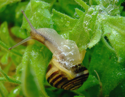 Un escargot des jardins et sa traînée de bave. © droits réservés