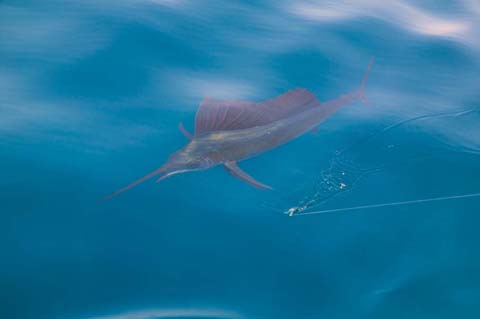 Sailfish sportfishing close to the boat with fishing line