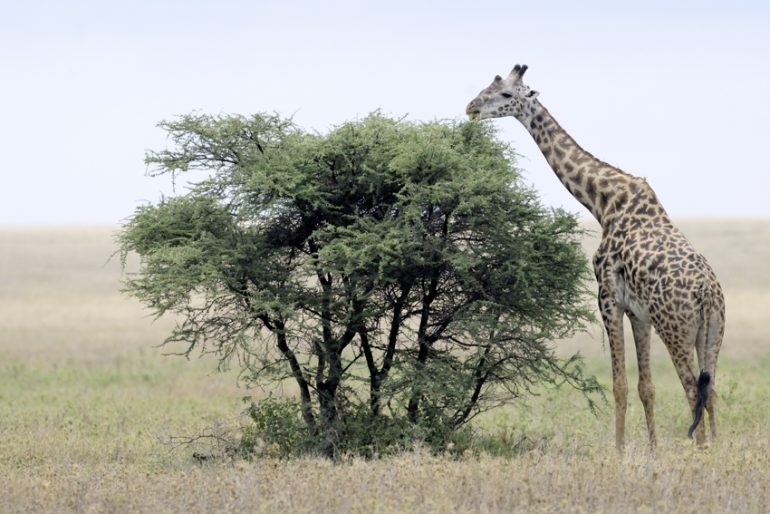 Une girafe mangeant un acacia, en Afrique (© André Gilden)