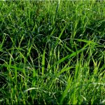 herbe501wx6