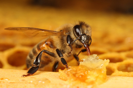 © Laboratoire d'apiculture / University of Sussex / sussex.ac.uk