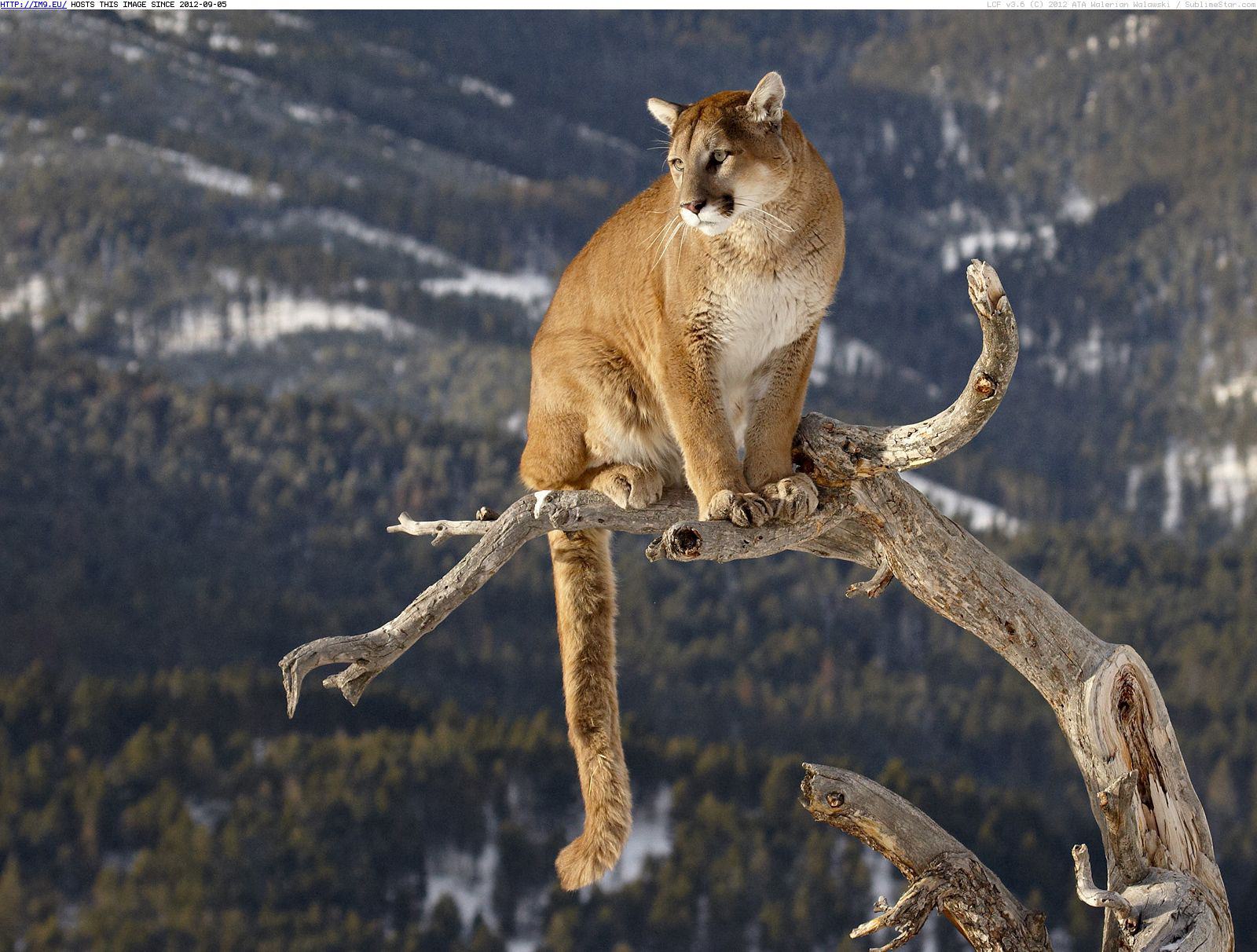 le puma en voie de disparition