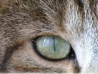 oeil chat de jour