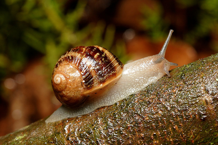 Comment L Escargot Construit Il Sa Coquille Perrine 10 Ans Images Doc