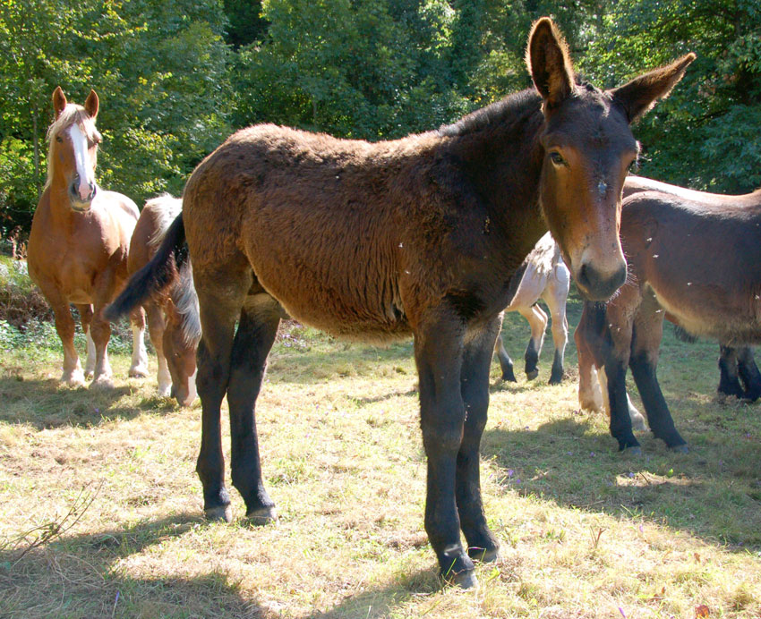 Comment Faire La Difference Entre Un Ane Et Une Mule Jeanne 10 Ans Images Doc