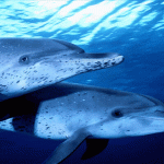 ok-underwater-dolphin