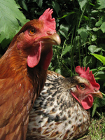 Comment les poules font elles des ufs sans coq Sarah 11 ans