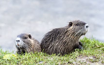 Deux jeunes ragondins sur une berge. © JMP de Nieuwburgh / Fotolia