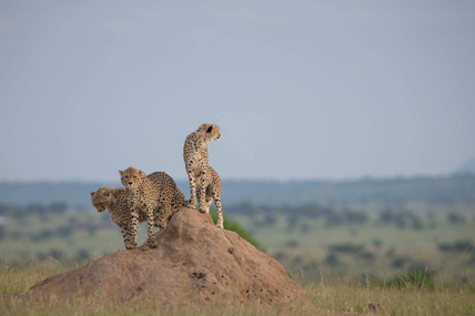 Perchée sur une termitière, la famille guépard guette les herbivores dans la savane. © Make it Kenya