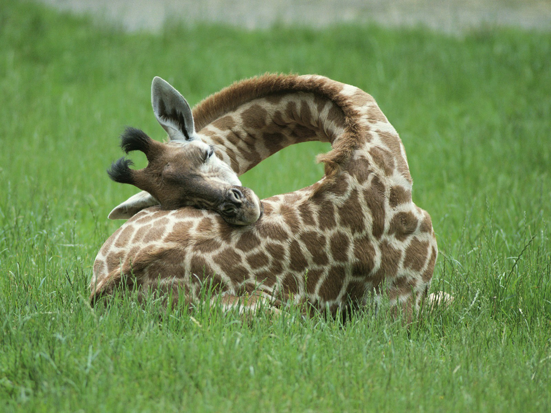Une girafe qui dort © DR
