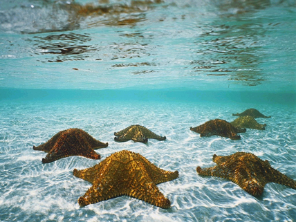 Etoiles de mer en Martinique (© DR)