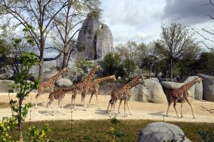 Groupe de girafes au parc zoologique de Paris. ©mnhn