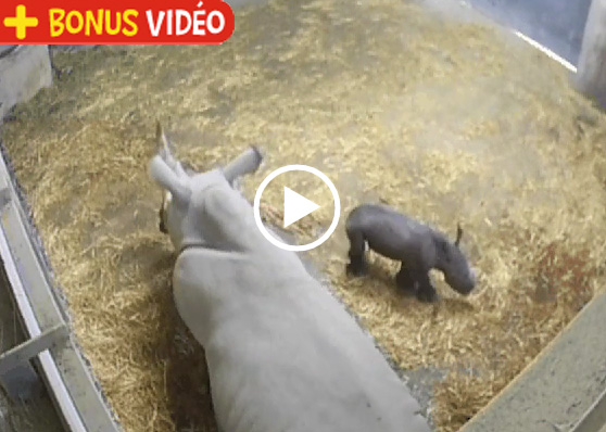 Naissance d'un bébé rhinocéros blanc à la réserve de Sigean