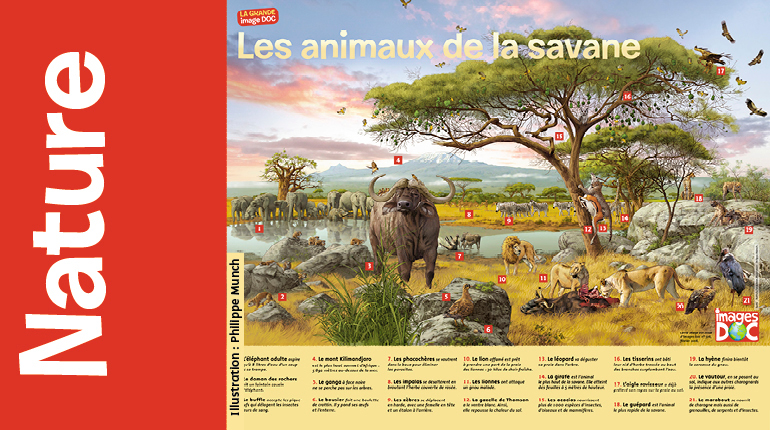 Infographie pédagogique : animaux de la Savane - La grande Image Doc