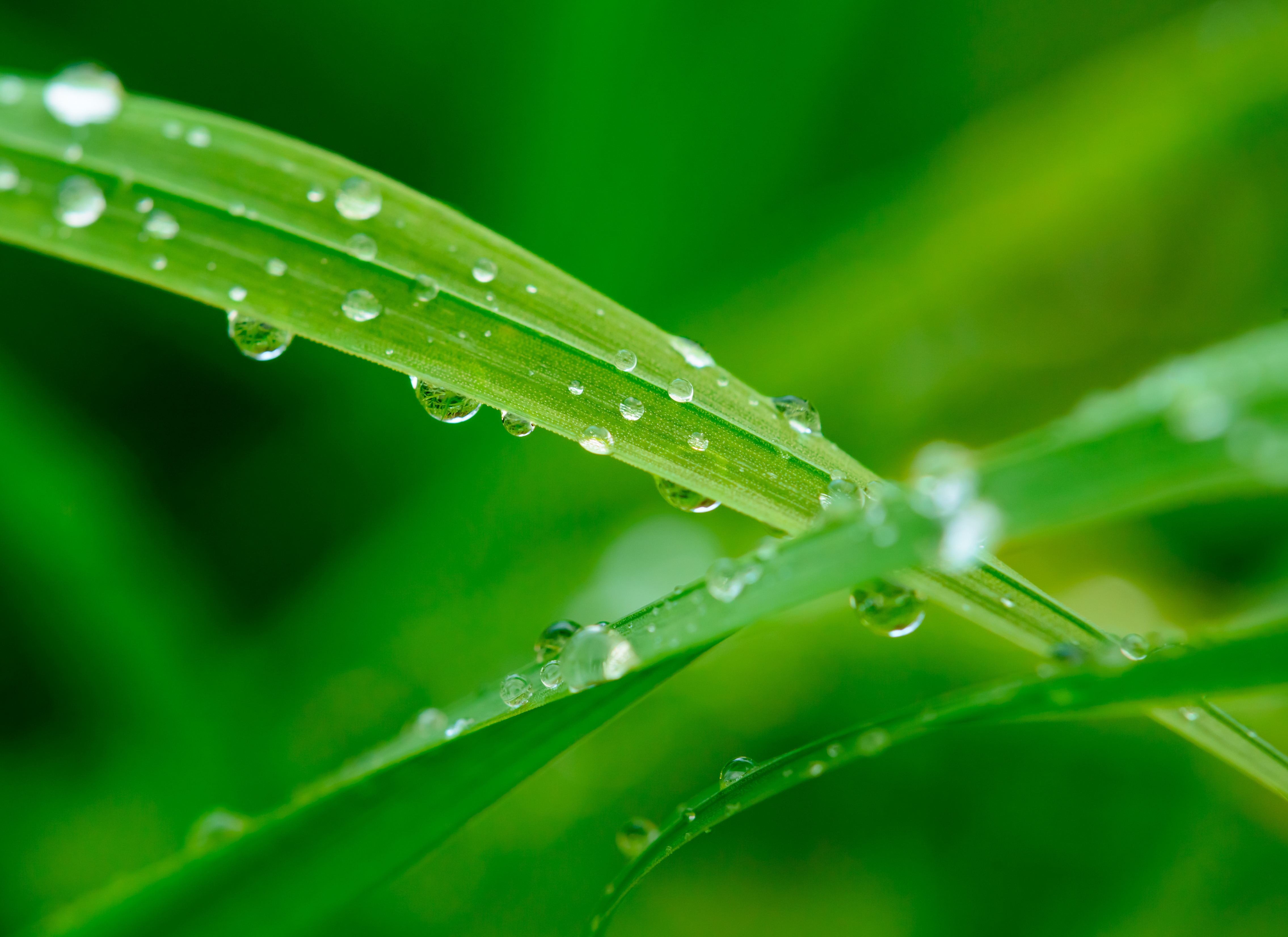 Grops of dew on grass © Adobe Stock