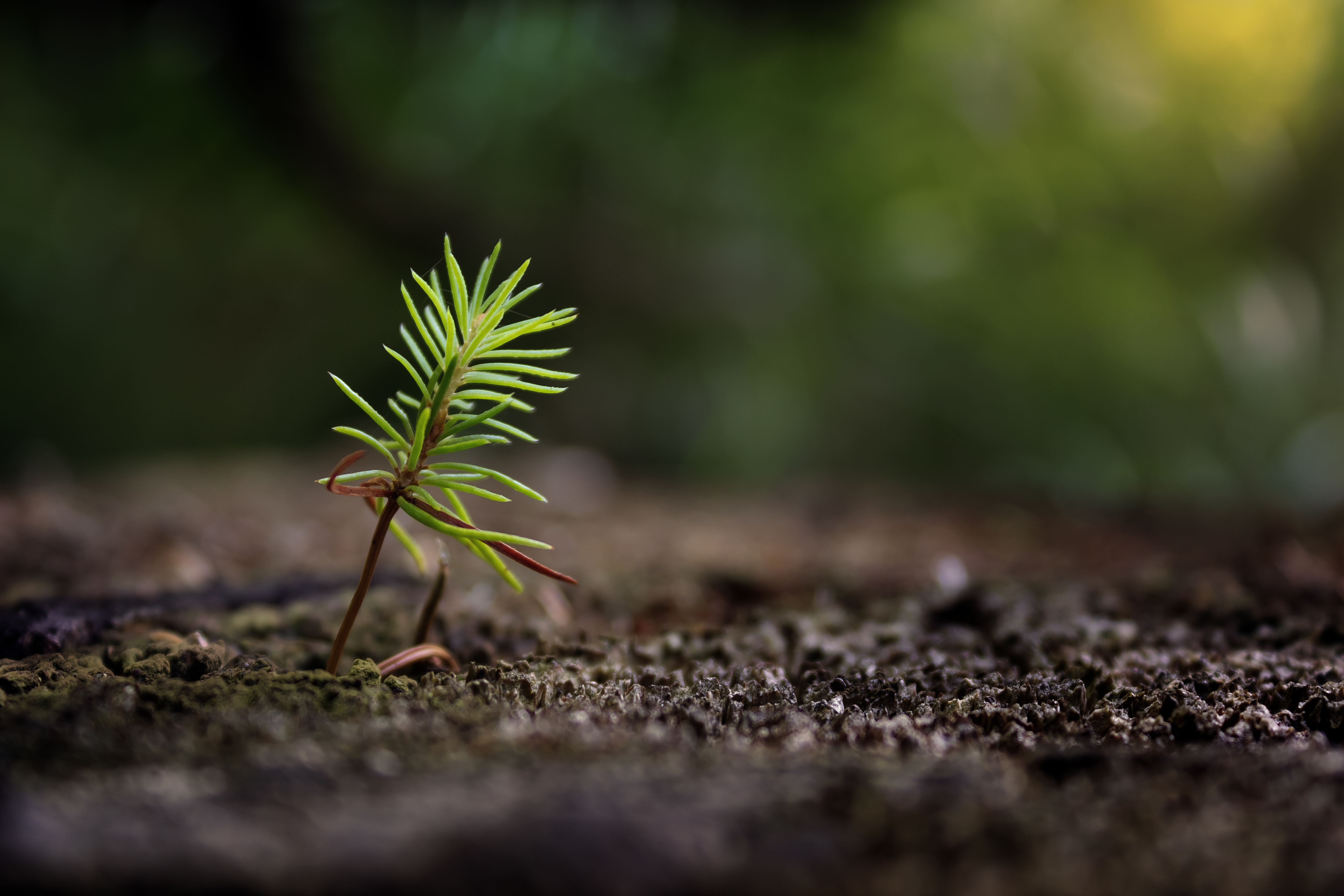Young tree growing in forest © Rejchrt/Adobe Stock