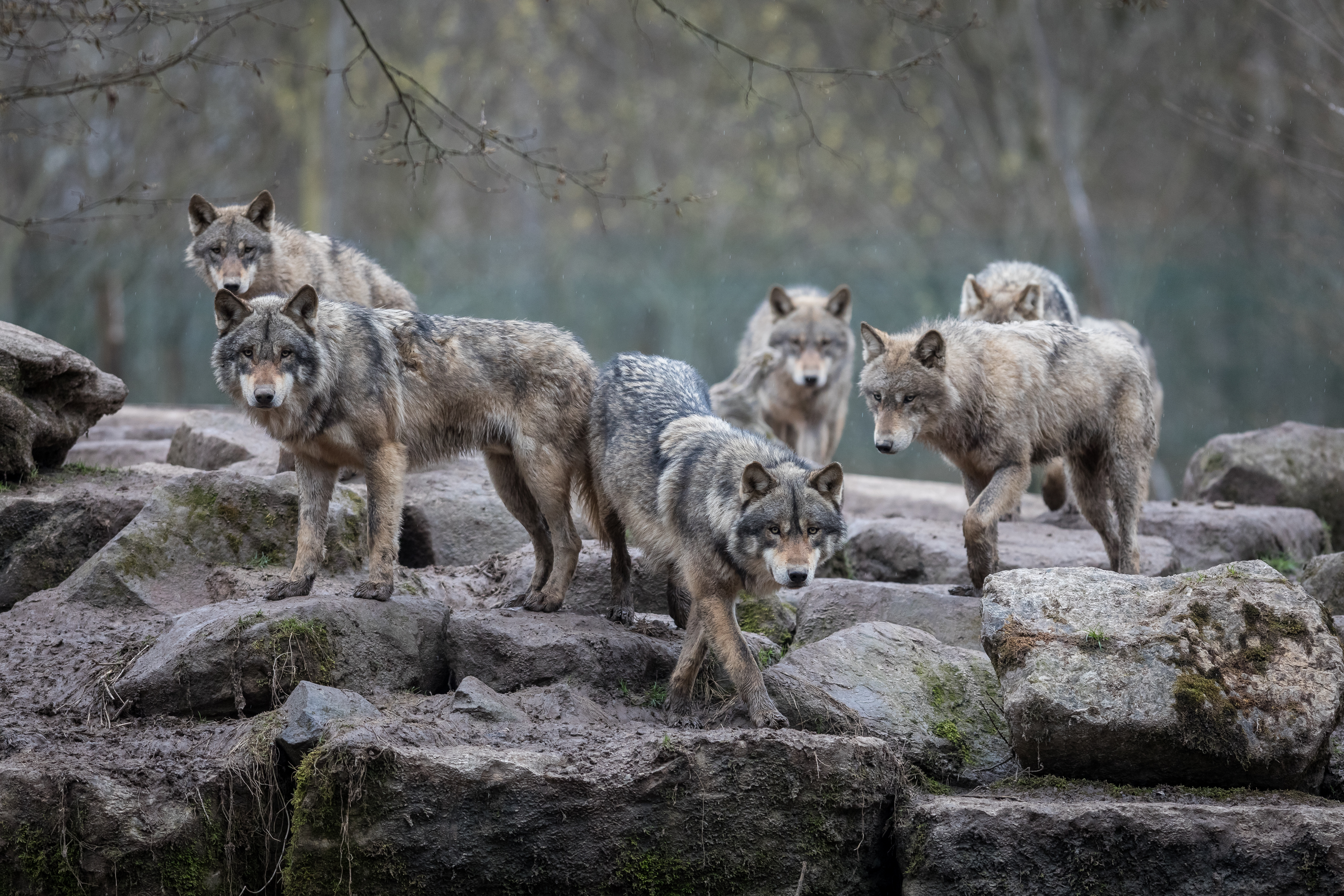 Loups gris (Canis Lupus) en meute © Alexandre / Adobe Stock