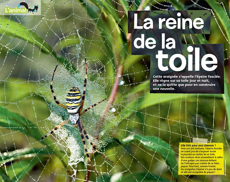 “L'animal : La reine de la toile”, Images Doc n° 362, février 2019. Textes : Texte : Nathalie Tordjman. Photo d'ouverture : J.-P. Delobelle/Biosphoto.