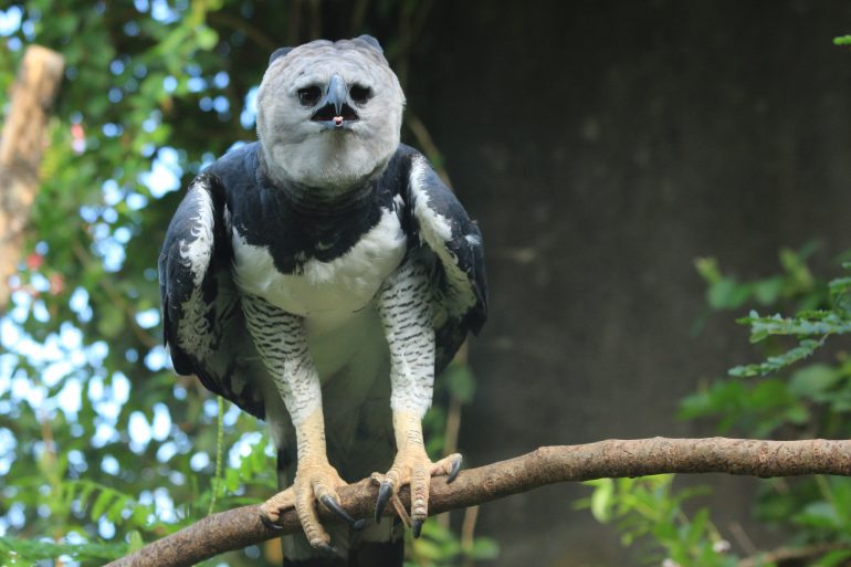 Harpie féroce © JM Guyon/Adobe Stock