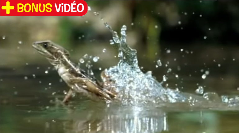 Lezard Qui Court Sur L Eau Le lézard qui court sur l'eau - Images Doc
