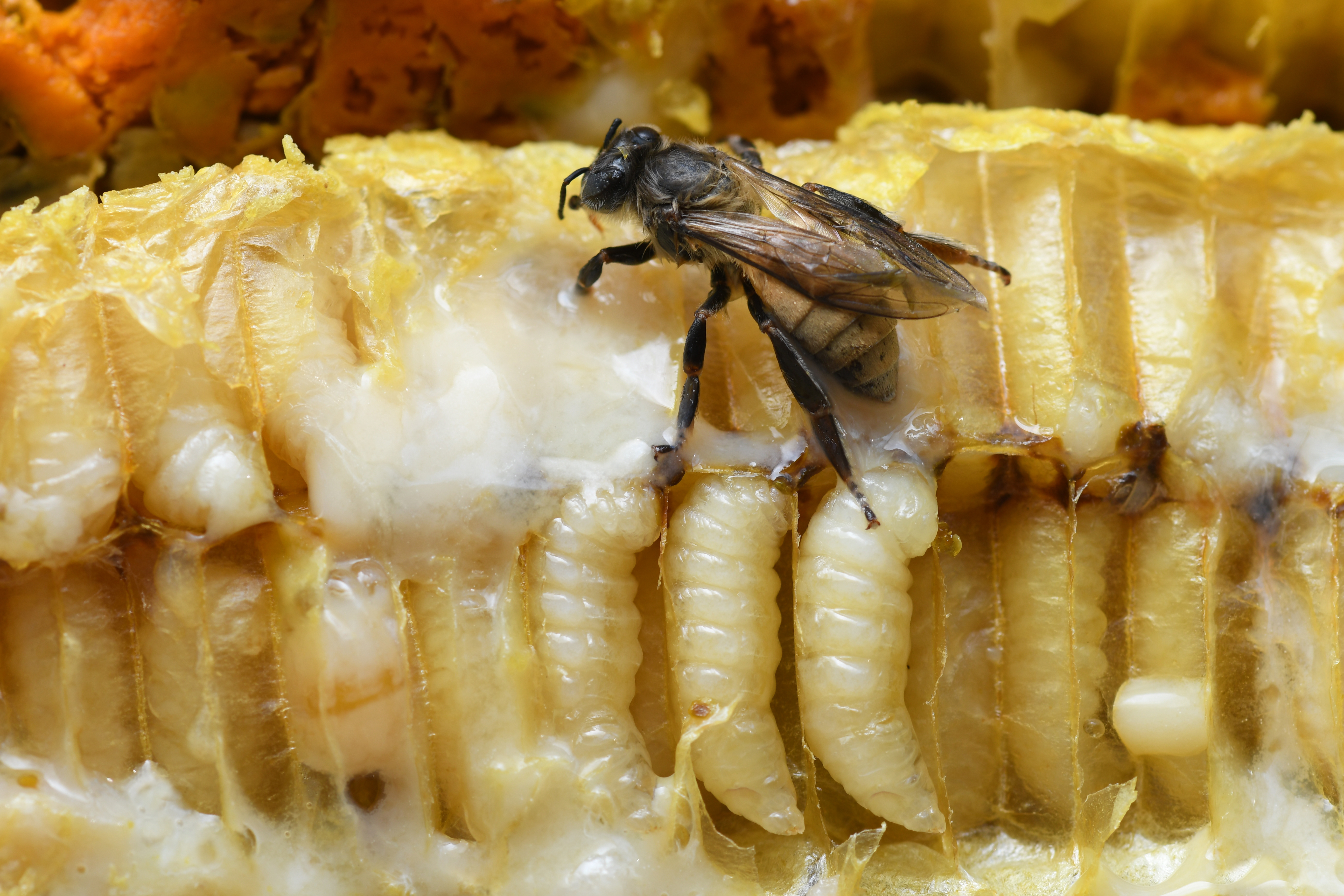 Abeille et larves d'abeille ©Adobe Stock