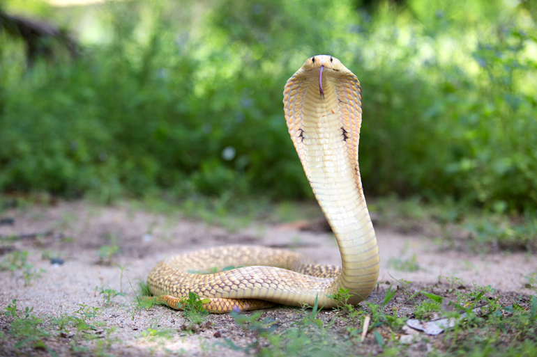 Cobra, un des serpents les plus venimeux © photostriker/Adobe Stock