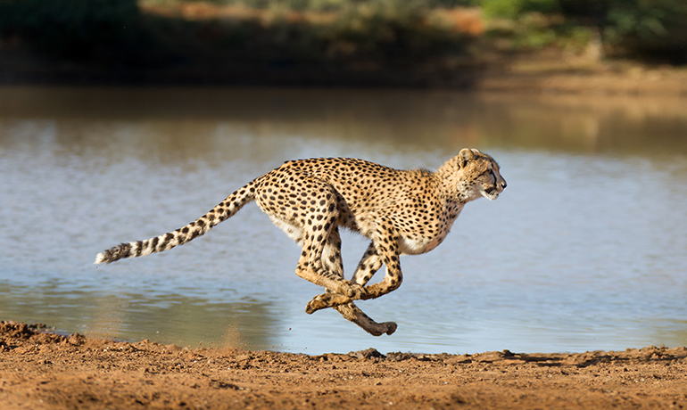 Guépard © Stuporter/Adobe Stock