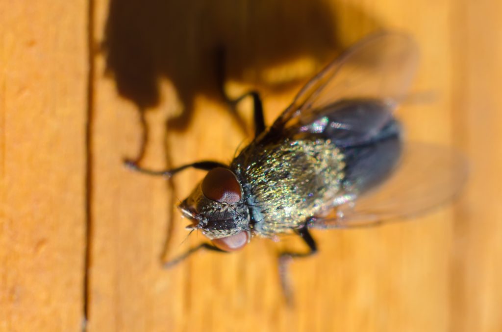 Comment les mouches tiennentelles au plafond ? Even, 9 ans Images Doc