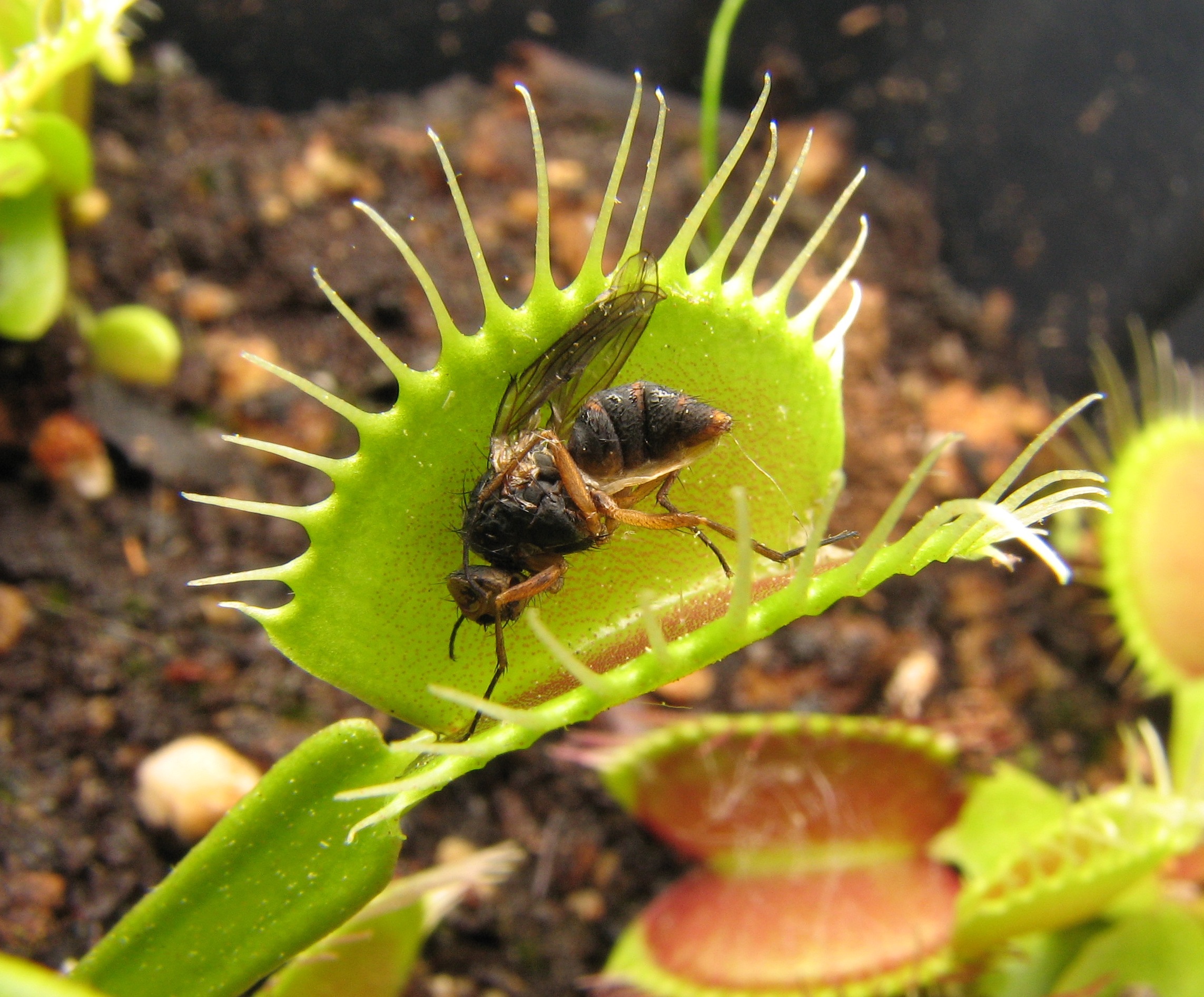 Les plantes carnivores existent-t-elles vraiment ? Paula, 9 ans