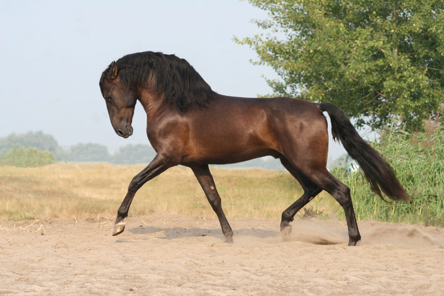 cheval