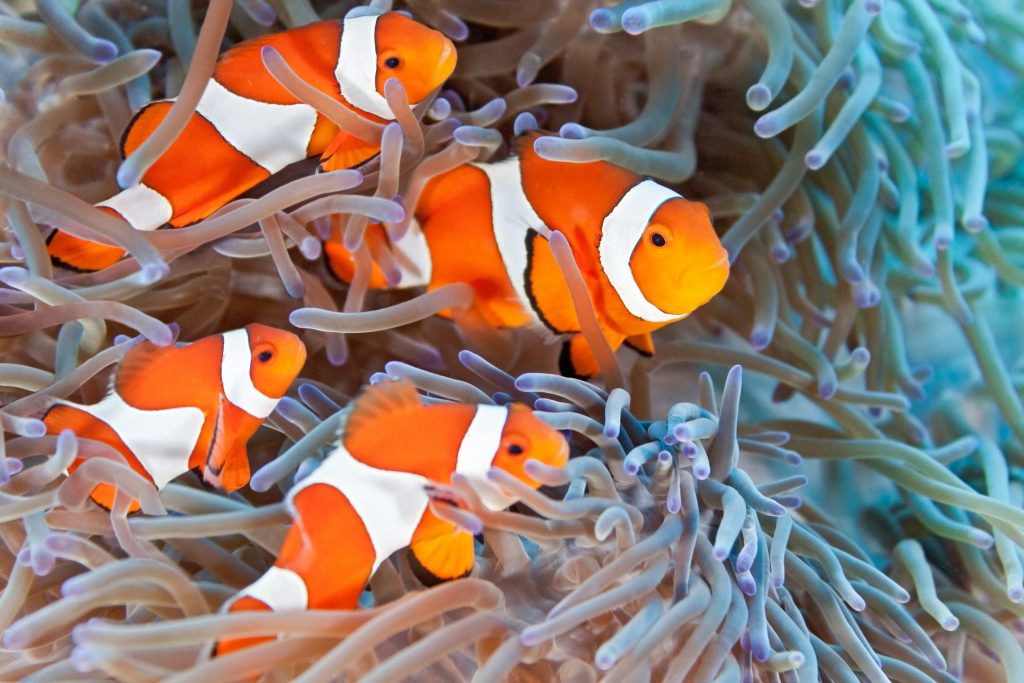 Estce que les poissons font pipi dans l’eau ? Vasco, 8 ans Images Doc