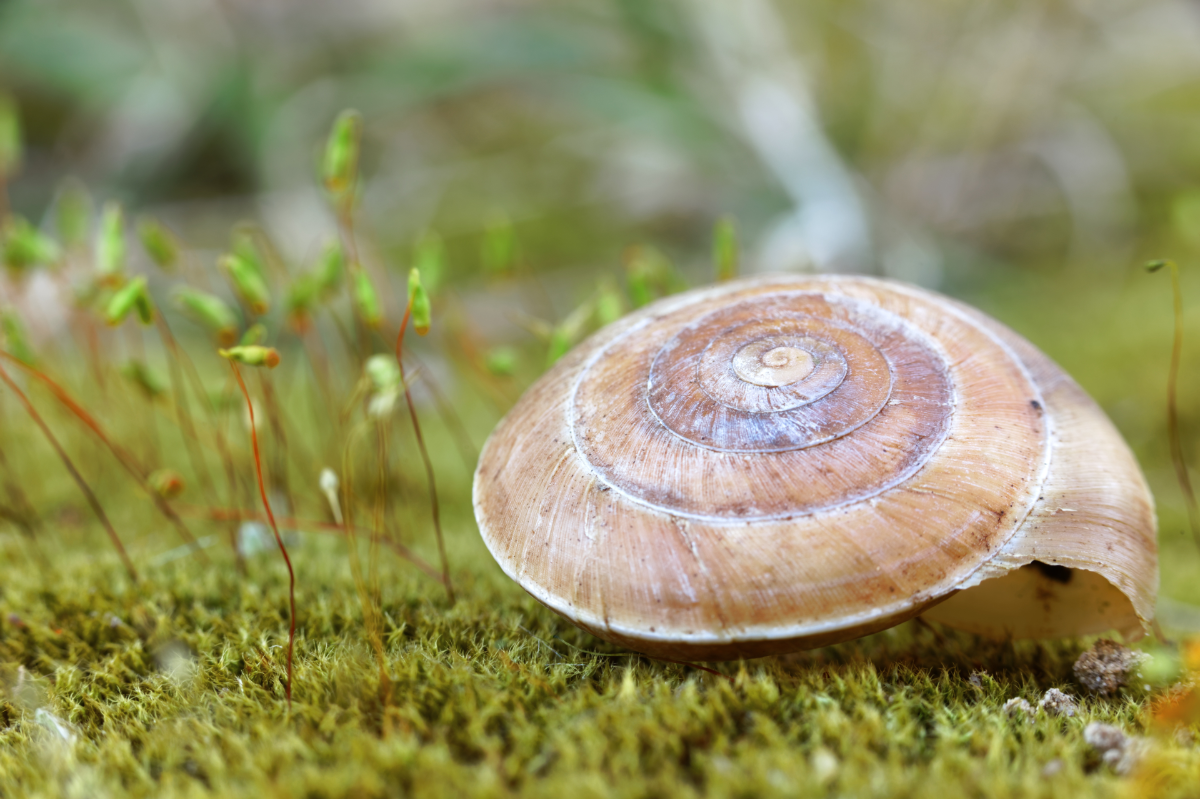 Pourquoi trouve-t-on des coquilles d’escargot vides  ? Geneviève, 10 ans - Images Doc