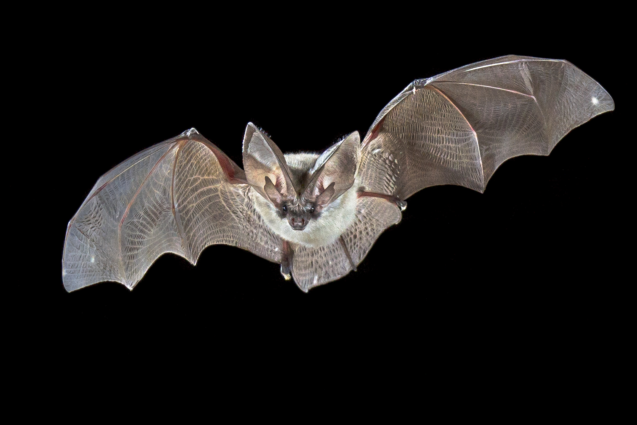 Est-ce que la chauve-souris est un oiseau ? Ambre, 11 ans - Images Doc