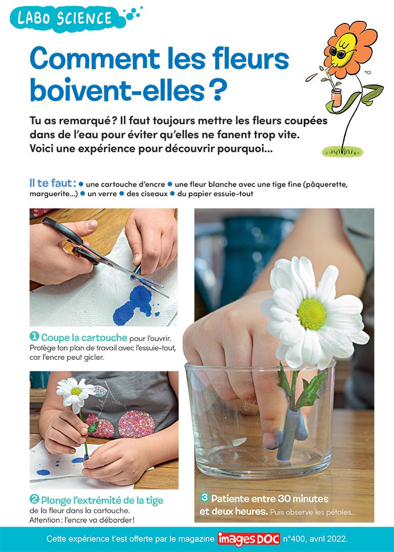 “Labo science : comment les fleurs boivent-elles ?”, Images Doc n°400, avril 2022. Photos : Rebecca Josset. Illustrations : Jérôme Sié. 