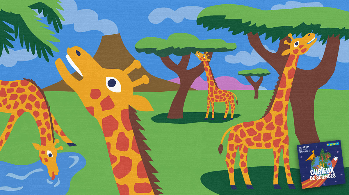 “Pourquoi les girafes ont-elles un long cou ?” Podcast pour enfants “Curieux de sciences” Bayard Jeunesse - Muséum national d'Histoire naturelle.