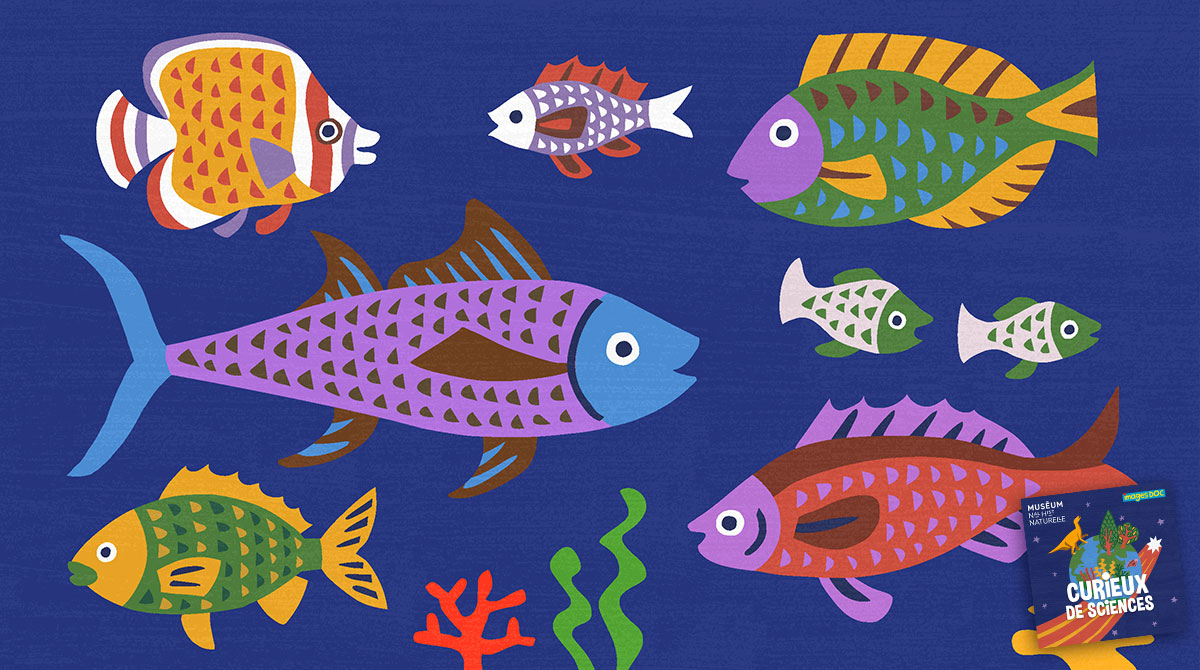 “Pourquoi les poissons ont-ils des écailles ?” Podcast pour enfants “Curieux de sciences” Bayard Jeunesse - Muséum national d'Histoire naturelle.