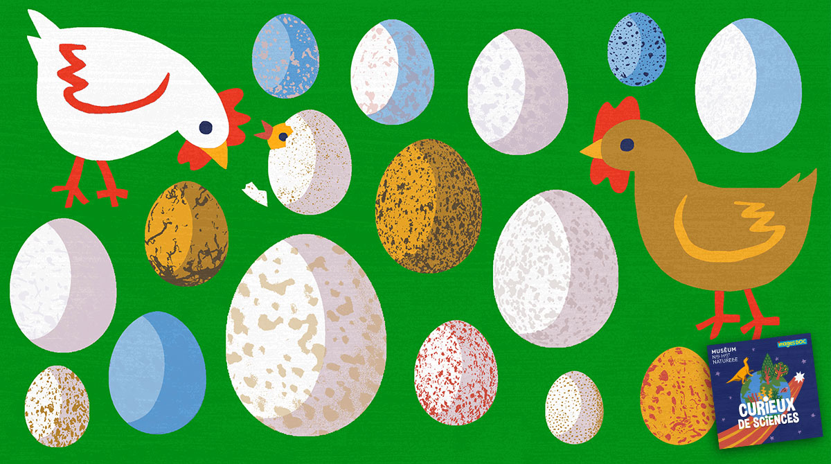 “Qui est apparu le premier, l'œuf ou la poule ?” Podcast pour enfants “Curieux de sciences” Bayard Jeunesse - Muséum national d'Histoire naturelle.