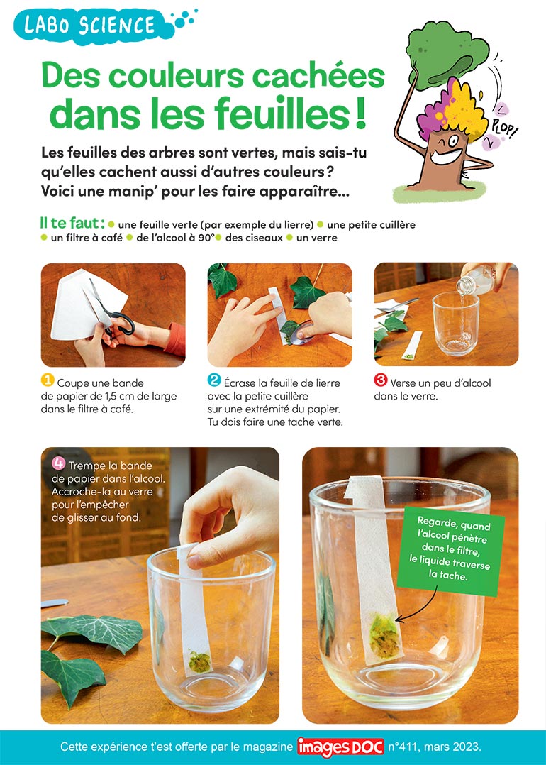 Labo science : des couleurs cachées dans les feuilles !, Images Doc n°411, mars 2023. Photos : Rebecca Josset. Illustrations : Jérôme Sié.
