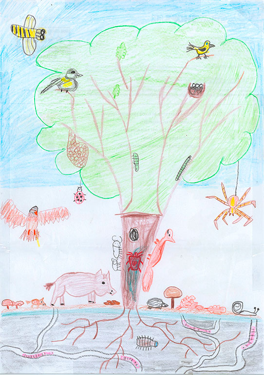 Concours de dessins - Animaux forêt