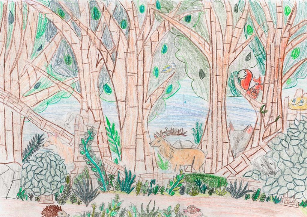 Concours de dessins - Animaux forêt