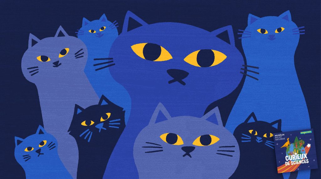 Podcast pour les enfants “Curieux de sciences” : Comment les chats voient-ils dans le noir ? avec Alexis Lécu.