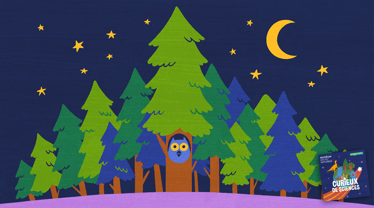 Podcast pour les enfants “Curieux de sciences” : Les arbres dorment-ils la nuit ? avec Marc-André Selosse.