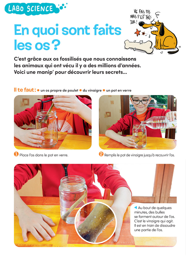 Labo science : En quoi sont faits les os ?, Images Doc n°417, septembre 2023. Photos : Rebecca Josset. Illustrations : Jérôme Sié.